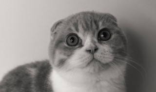 大猫和小猫能一起养吗 大猫和小猫能不能一起养