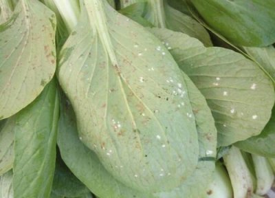 上海青菜亩产量多少斤 上海青小白菜亩产多少斤