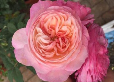 康斯坦茨月季是藤本还是灌木 康斯坦茨月季属于藤本还是灌木