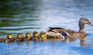 怎样炖鸭子好吃又营养 鸭子如何炖汤好喝又营养