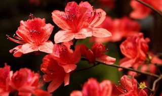 家庭杜鹃花怎么栽培 杜鹃花正确栽培