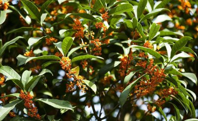 桂花树为什么不能栽在家里 有的地方位置不能种桂花树