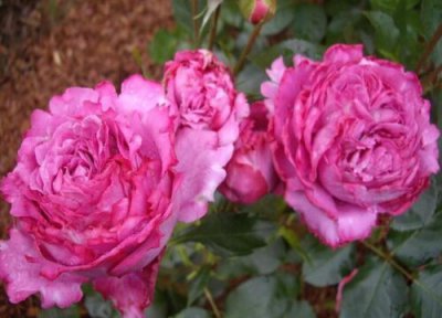 伊芙最经典的品种 伊芙系列哪个品种最好看值得入手