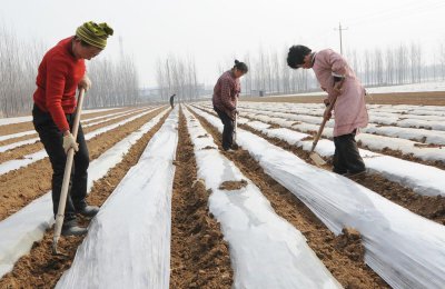 黑地膜和白地膜哪个效果好点 秋冬季节种植选择身颜色地膜