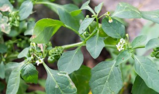 龙葵花的特点 龙葵有哪些特征