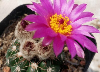 眩美玉仙人球一年开几次花 花期在几月