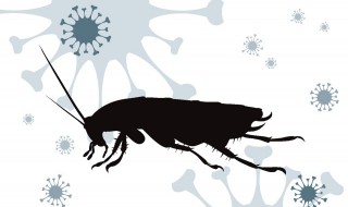 衣服被蟑螂爬过碍事吗 衣服被蟑螂爬过有关系吗