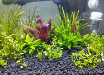 新手用水草泥还是陶粒砂 种水草的水草泥和陶粒砂怎么区分