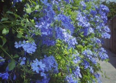 什么花好看又好养 适合室内养的常年开花的花卉植物