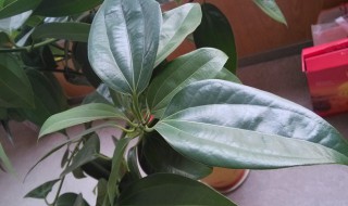 平安树冬天怎么浇水 平安树冬天浇水方法