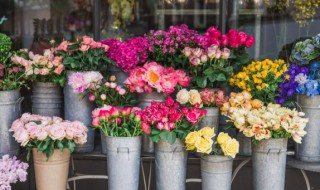 适合种盆栽花有哪些 有什么花适合种盆栽