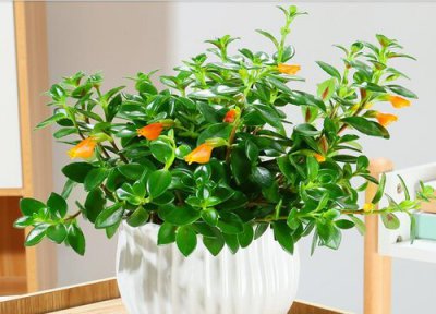 金鱼花不开花怎么办 需要怎么养护