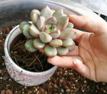 多肉换盆注意事项 多肉换盆土的具体操作步骤及要点