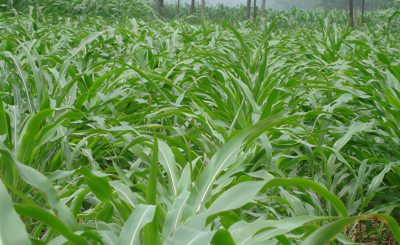墨西哥玉米草缺点 产量高的墨西哥玉米草特性优缺点
