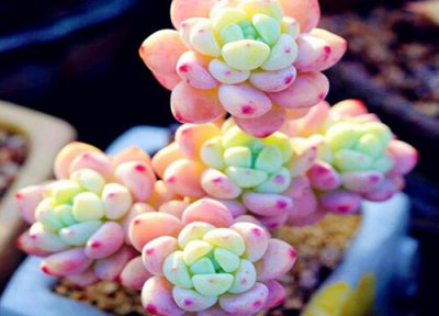 怎样给多肉植物正确浇水 多肉浇水详细步骤与秘诀技巧