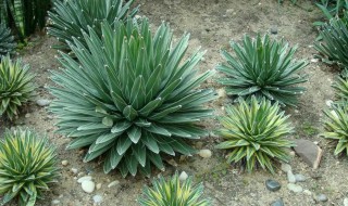 龙舌兰摆放位置有什么讲究 龙舌兰摆放在什么位置比较好