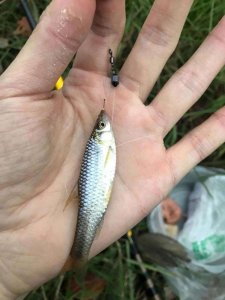 秋田狐鱼钩适合钓什么鱼 秋田狐鱼钩怎么样有哪些特点