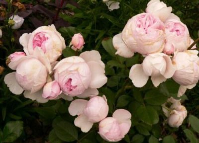 汉密尔顿月季是藤本还是灌木 汉密尔顿月季属于藤本还是灌木