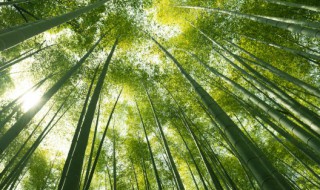 竹种子种植方法和注意事项 竹种子种植方法以及注意事项