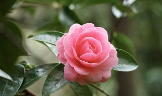 茶花开花方法和注意事项 茶花怎么养才开花