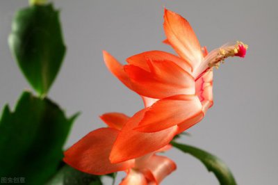 蟹爪兰的扦插繁殖方法和时间 蟹爪兰最佳扦插时期