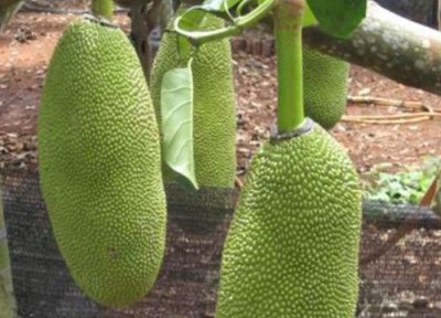马来西亚榴莲品种十大排名 马来西亚什么榴莲最出名