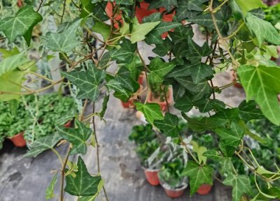 常青藤开花吗 开的花长什么样子