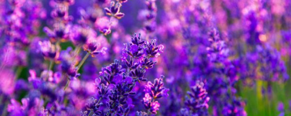 薰衣草与什么茶搭配好