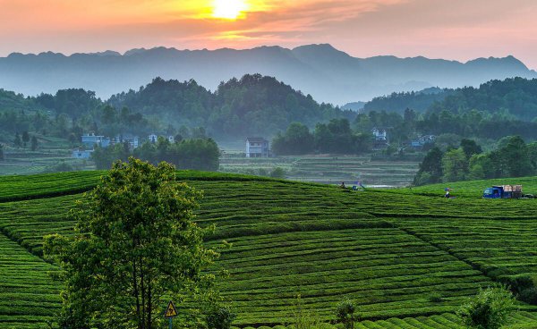 贵州十大名茶产地及特点