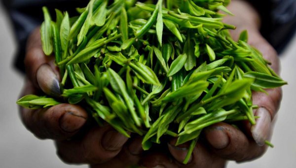 贵州十大名茶产地及特点