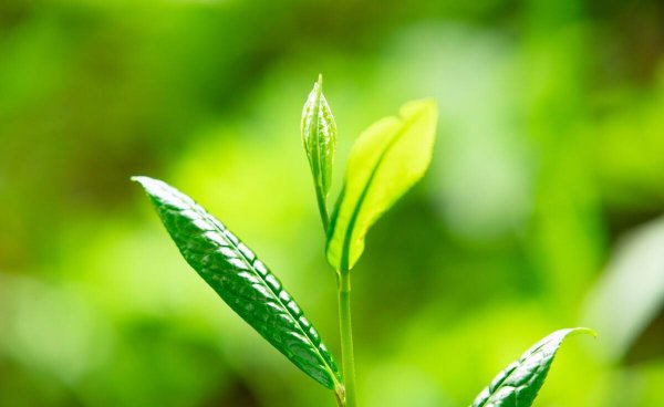 贵州十大名茶产地及特点