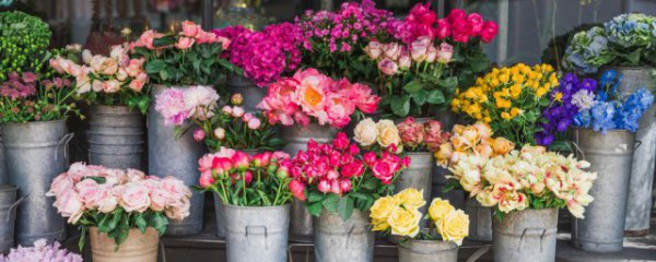 叶子花保鲜办法