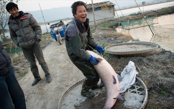 青鱼最大可以长到多少斤