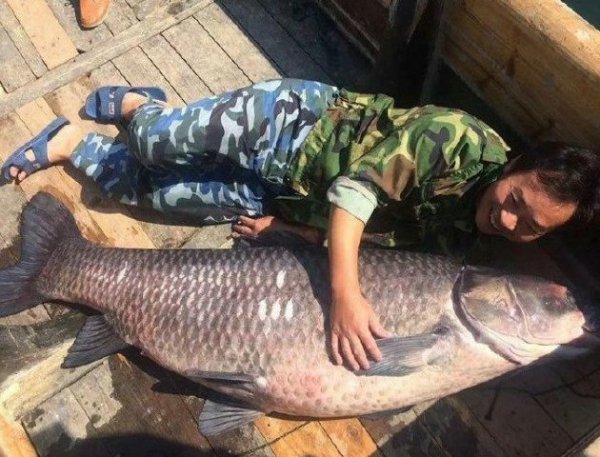 青鱼最大可以长到多少斤