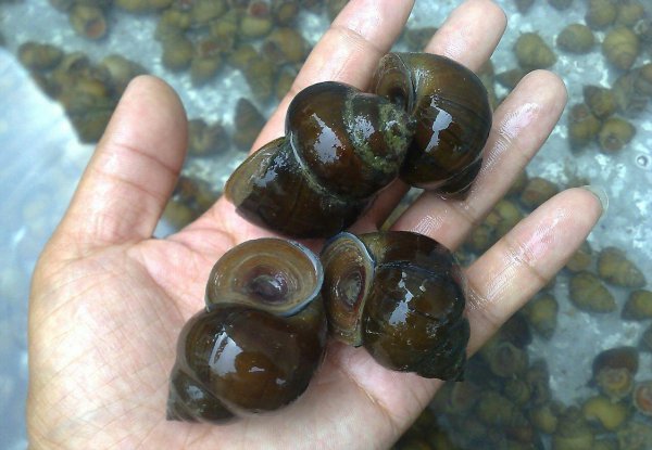 青鱼最大可以长到多少斤