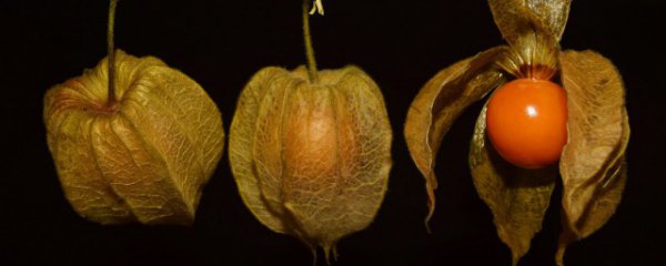 菇娘是热性还是凉性