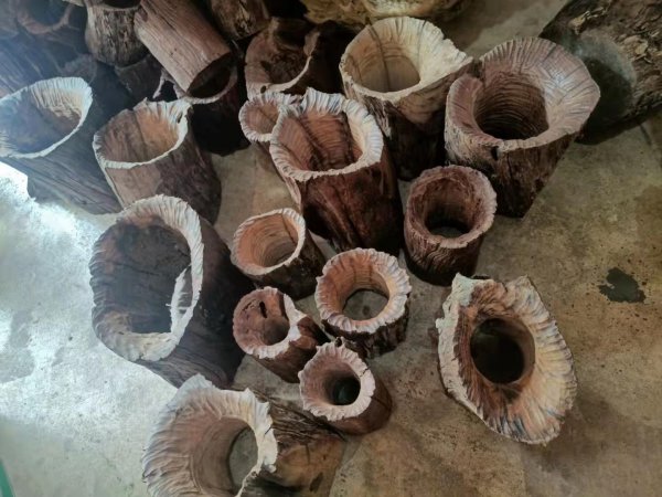 迷你鹦鹉鱼混养最佳搭配鱼