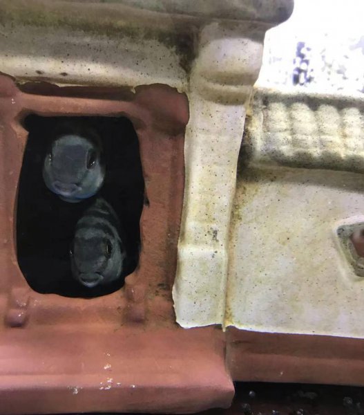 迷你鹦鹉鱼混养最佳搭配鱼