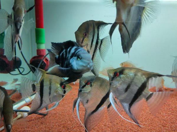 迷你鹦鹉鱼混养最佳搭配鱼