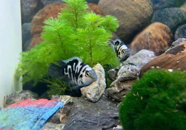 迷你鹦鹉鱼混养最佳搭配鱼