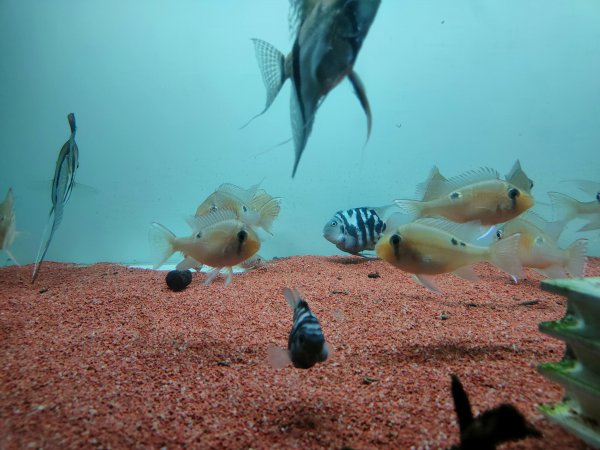 迷你鹦鹉鱼混养最佳搭配鱼