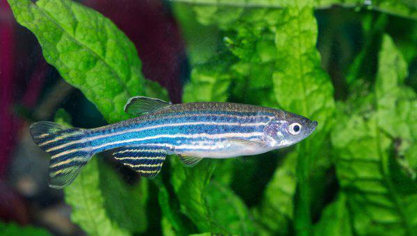 热带鱼什么鱼最好养