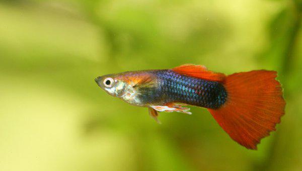 热带鱼什么鱼最好养