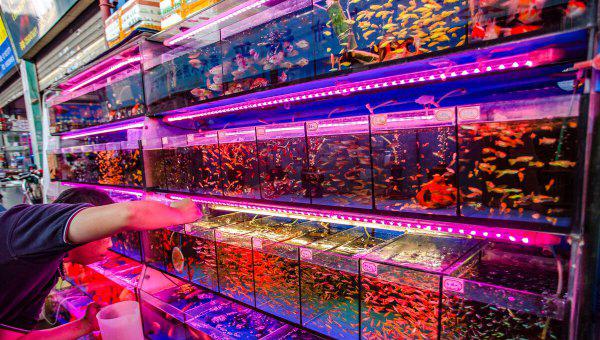 热带鱼什么鱼最好养