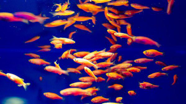 热带鱼什么鱼最好养