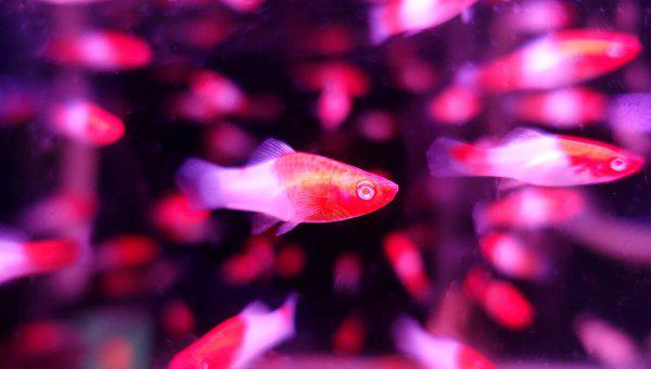热带鱼什么鱼最好养