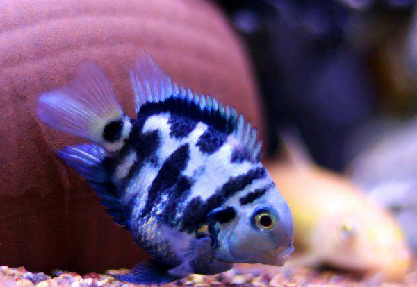 热带鱼什么鱼最好养