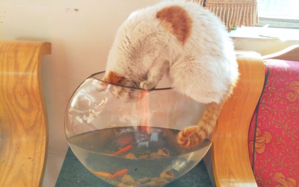 猫为什么爱吃鱼