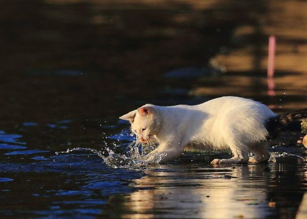 猫为什么爱吃鱼
