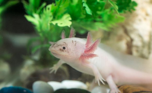 冷水鱼什么品种最好养